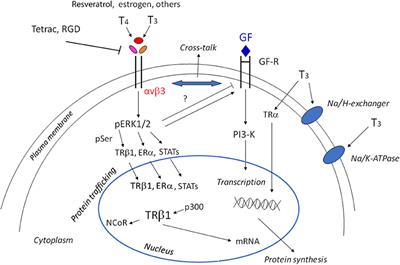 The Role of Thyroid Hormones in Hepatocyte Proliferation and Liver Cancer